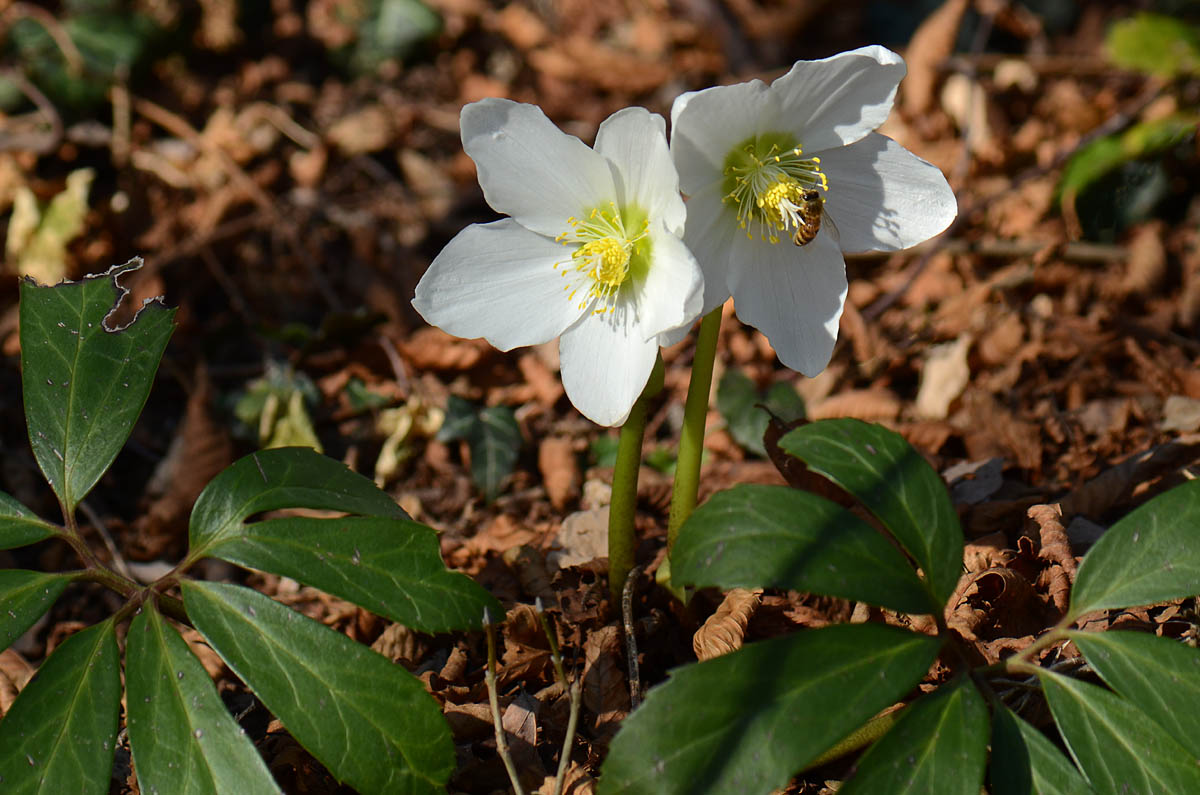 Helleborus niger / Rosa di Natale